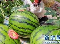盛世东方曹县免费吃瓜,免费瓜果盛宴,共享盛世东方风采  第2张 盛世东方曹县免费吃瓜,免费瓜果盛宴,共享盛世东方风采  第2张