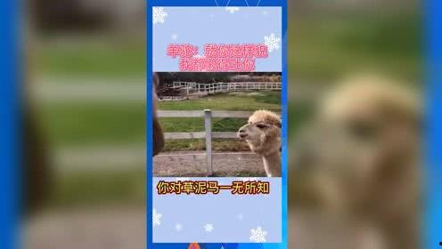 关于吃瓜娱乐的词,揭秘吃瓜娱乐背后的趣味与真相  第3张 关于吃瓜娱乐的词,揭秘吃瓜娱乐背后的趣味与真相  第3张